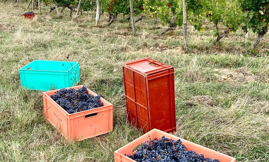 Image 5: Pique-nique dans les vignes - Une expérience vinicole unique dans l...