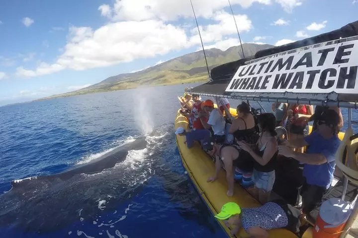Ultimate 2 Hour Exclusive VIP Whale Watch Tour - Primary Image