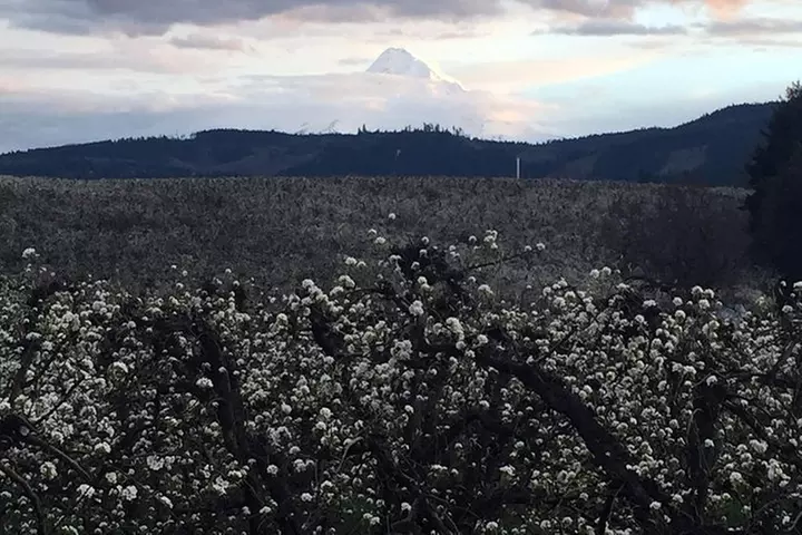 The Hood-Columbia Loop: Timberline, Orchards, and Waterfalls