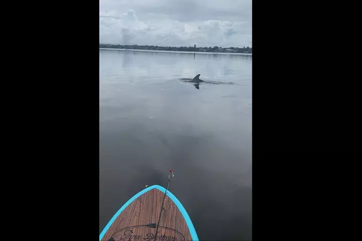 Dolphin and Manatee Adventure Tour of Naples with Florida History