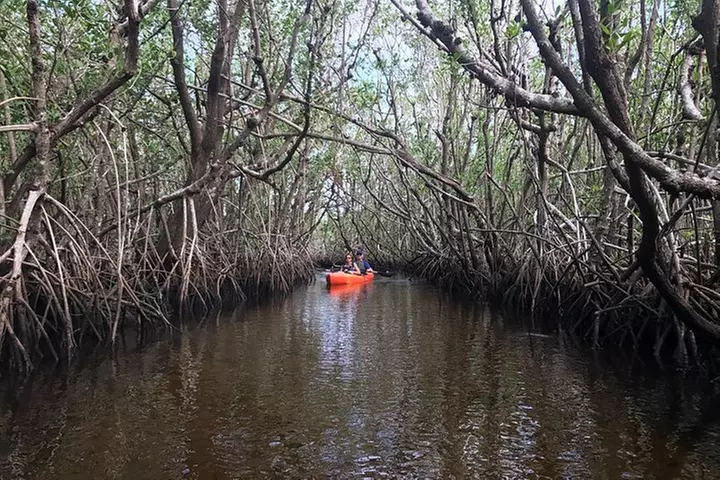 Manatees and Mangrove Tunnels Small Group Kayak Tour