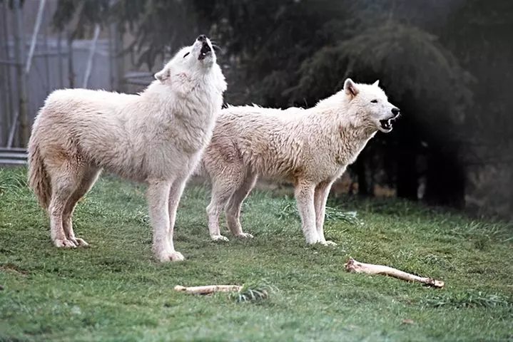 Wolf Experience