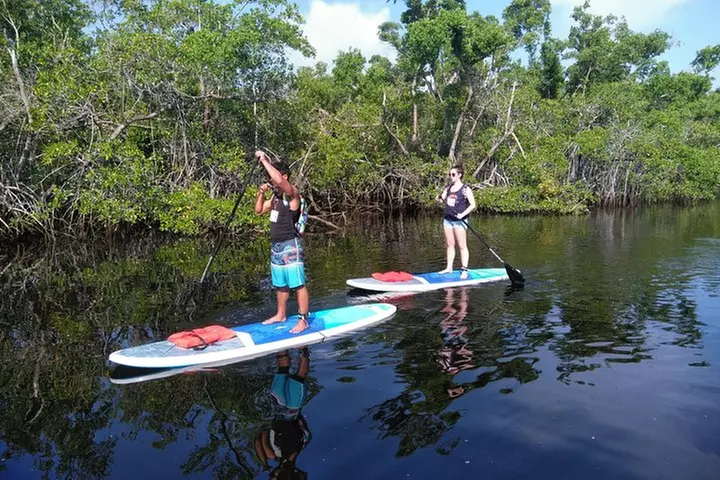 Naples Fl, Paddleboard Mangrove Forest Tour