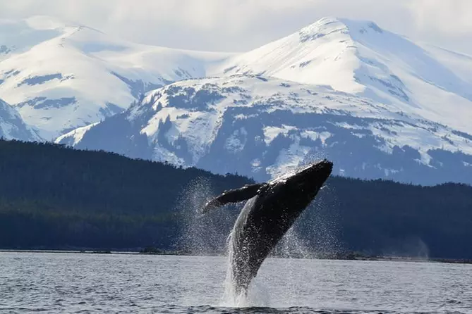 Juneau Shore Excursion: Whale-Watching Cruise and Tracy's King Crab Combo - Primary Image