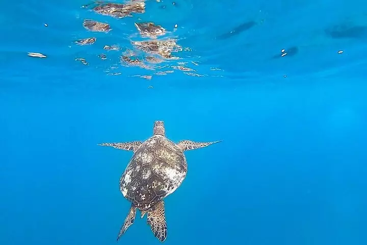 Waikiki Turtle Snorkel and Sail on Hawea Catamaran