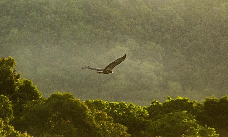 Image 5: Solar Whisper Daintree River Crocodile and Wildlife Cruise