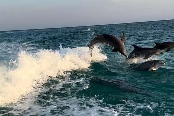 Private 2-Hour Dolphin and Sightseeing Tour