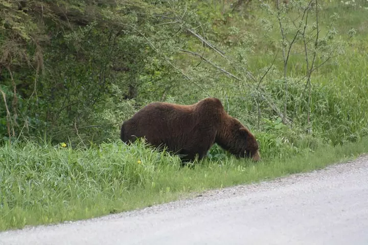 Bear and Wildlife Excursion - Second Medium