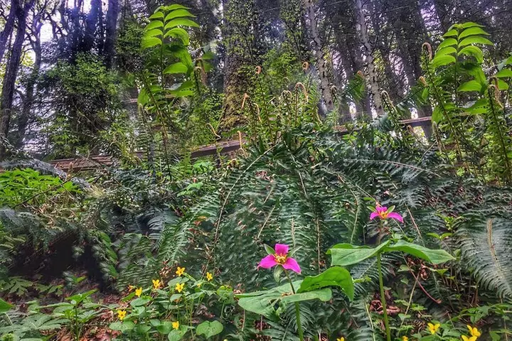 Forest Park Urban Hiking Tour, Portland