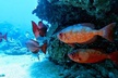 Clear Kayak Tour with Pontoons and Optional Snorkeling-Unlimited - Second Medium