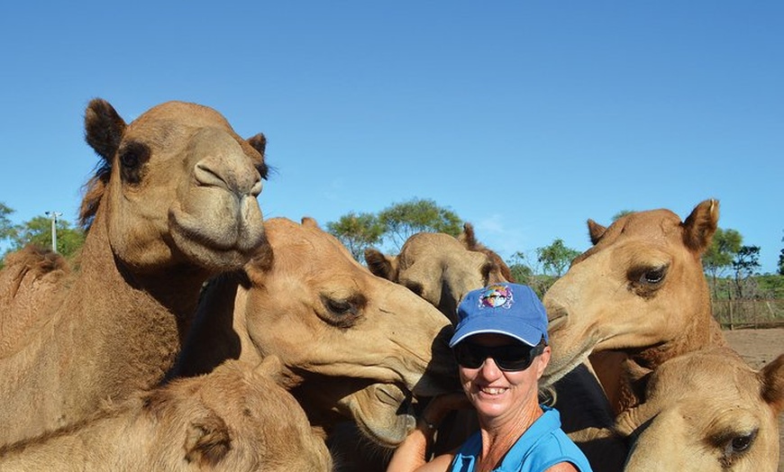 Image 4: 1 Hour Broome Sunset Camel Tour