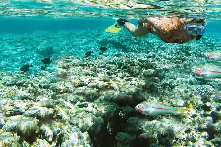 Snorkel in the second largest reef in the world Colorful tour in Pu...