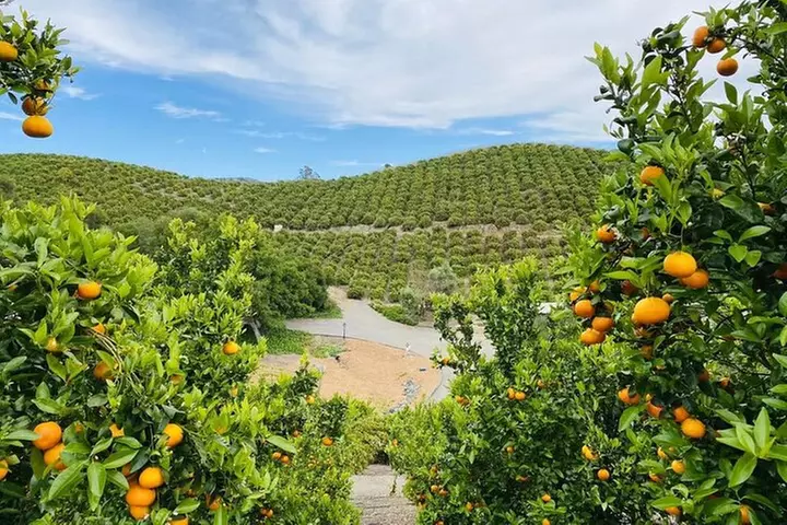 U-Pick - Tangerine and Lemon Picking at Sunmist Tangerine Farm - Primary Image