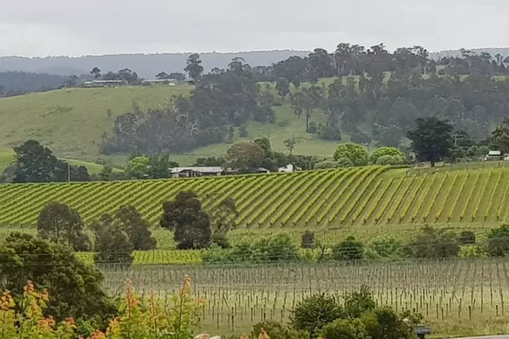 Yarra Valley Wine Tasting Day Tour from Melbourne - Primary Image