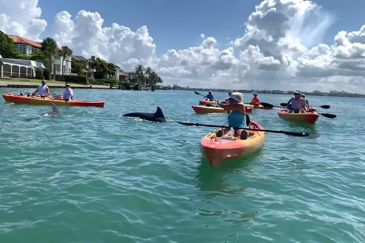 Sarasota Mangrove Tunnel Guided Kayak Adventure