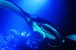 Manta Ray Night Snorkel Experience of a Lifetime - Second Medium
