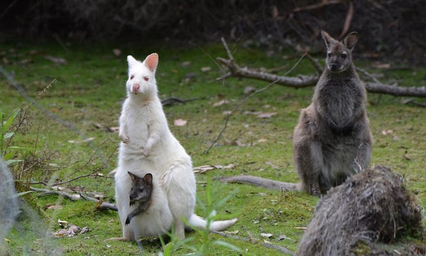 Image 4: Full-Day Guided Bruny Island Tour from Hobart