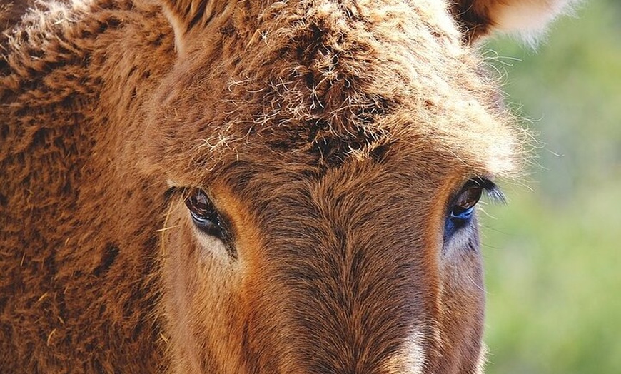 Image 11: Tramuntana Hidden Gems Scenic Drive a través de los pueblos de Mall...