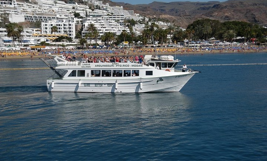 Image 10: Recorrido de 2 horas de avistamiento de delfines y ballenas en Gran...
