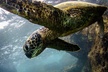 Kealakekua Bay Captain Cook Snorkeling - Second Medium
