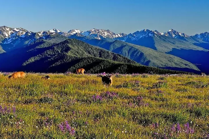 Best of Olympic National Park from Seattle: All-Inclusive Small-Gro...