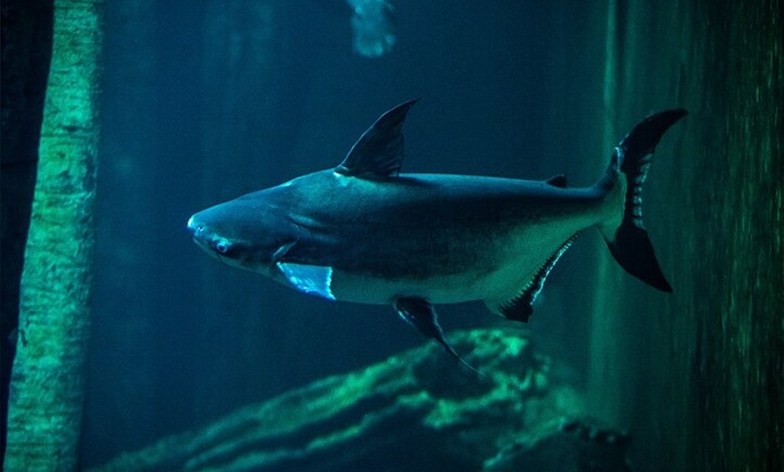 Image 7: Entrada al acuario de Zaragoza