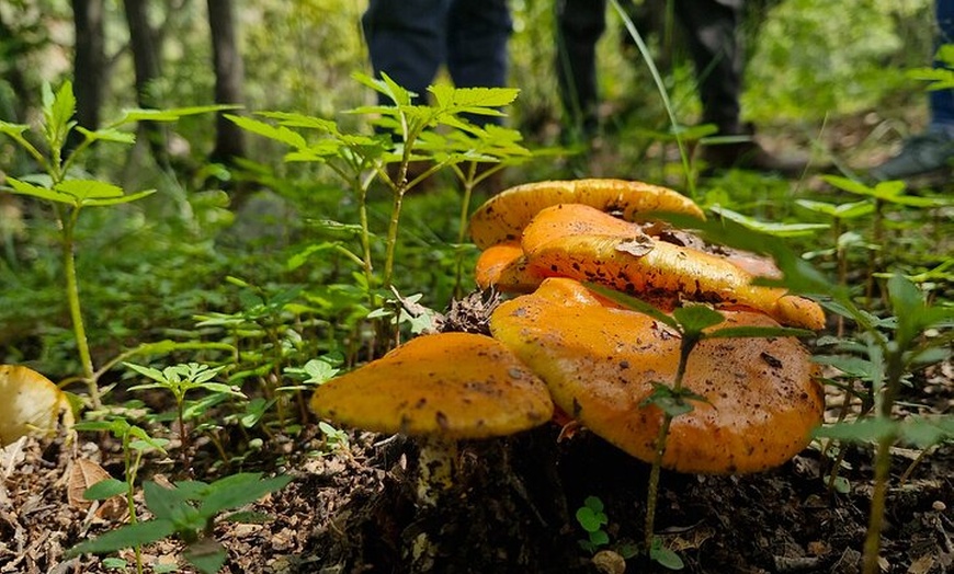 Image 12: Mushroom Tour from Mexico City