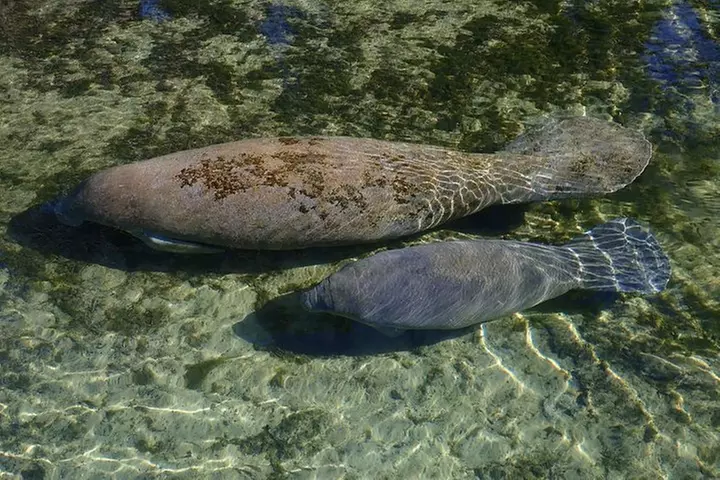 4 Hour Single Kayak Rental In Crystal River, Florida