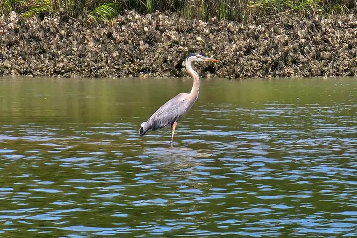 1 Hour Private Dolphin and Nature Tour - Second Medium