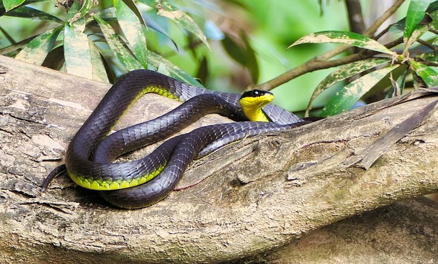 Image 13: Daintree River Cruise