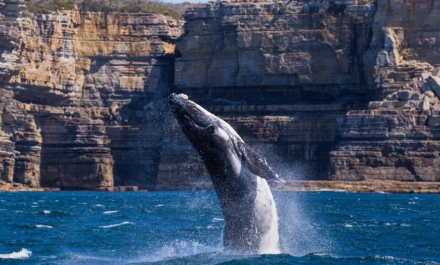 Image 6: Whale Watching Jervis Bay