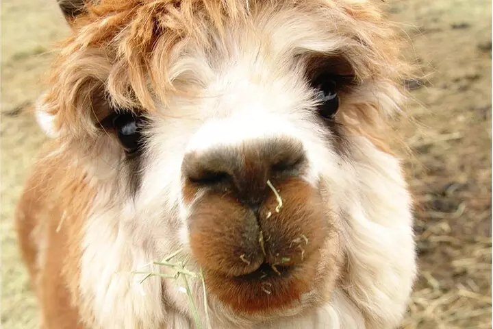 Alpaca and Llama Farm Tour