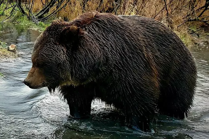 Wilderness, Wildlife, Glacier Experience from Anchorage