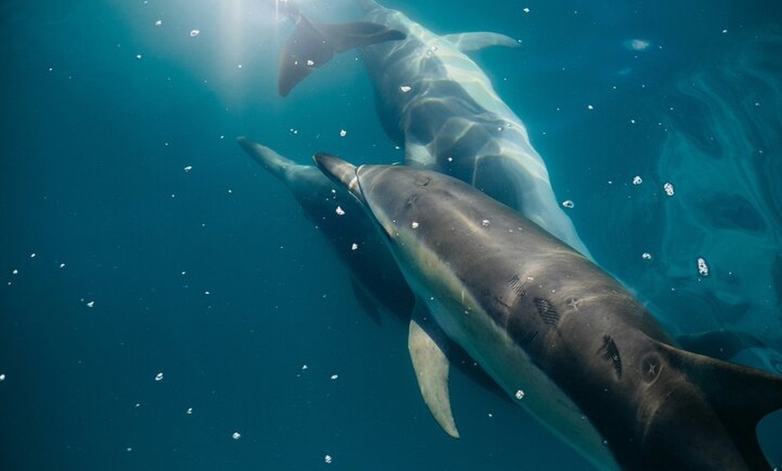 Image 9: Aventura de delfines en Sotogrande con bebida incluida