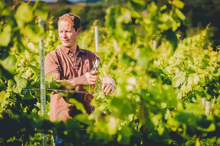 1.5-Hour Swanaford Vineyard Tour And Tasting Experience