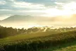 Melbourne Yarra Valley Wineries Explore Private Tour - Image 2
