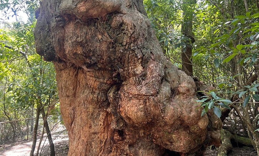 Image 35: Sydney South Coast and Highlands Private Tour