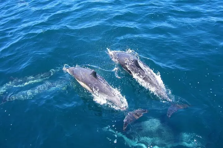 Ft Myers Beach 2 Hour Tiki Pub Fun in the Sun Dolphin Cruise