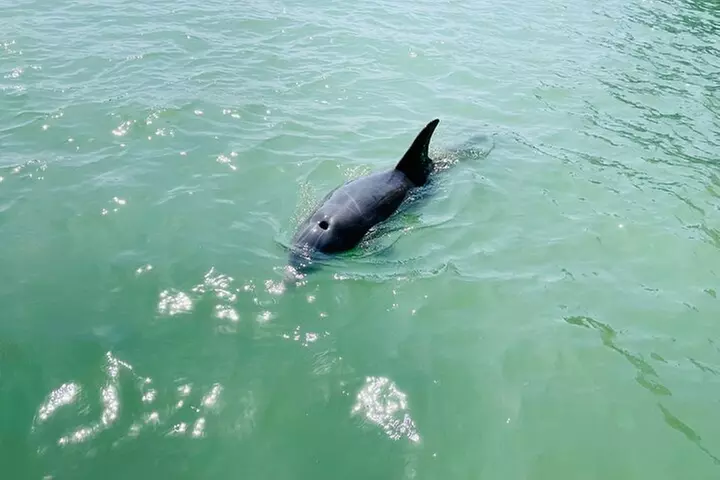 Dolphin and Manatee Adventure Tour of Fort Myers