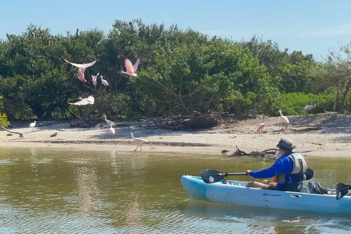 Wildlife Refuge Manatee, Dolphin & Mangrove Kayak or Paddleboarding...