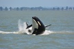 Wild Whale Watching Experience - Open Air Vessel - Second Medium