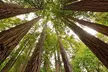 Muir Woods & Sausalito: Small Group Experience - Second Medium