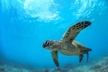 Turtle Reef Kayak Tour of Makena, Maui - Second Medium