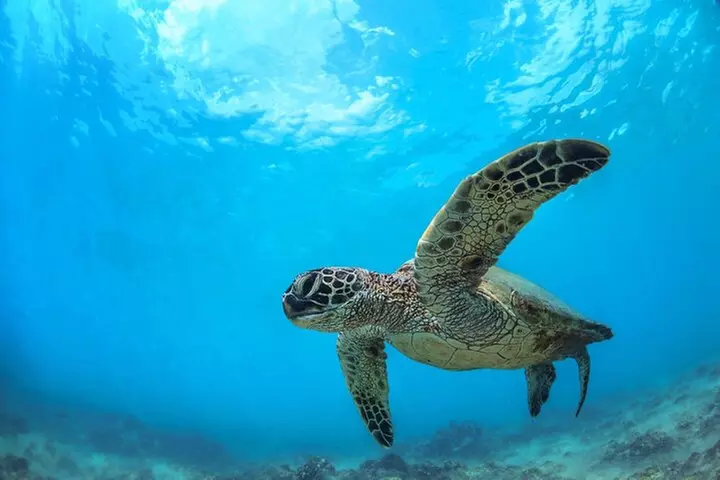 Turtle Reef Kayak Tour of Makena, Maui