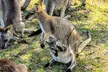 Wildlife, Waterfalls and Wine Day Tour from Sydney - Image 6