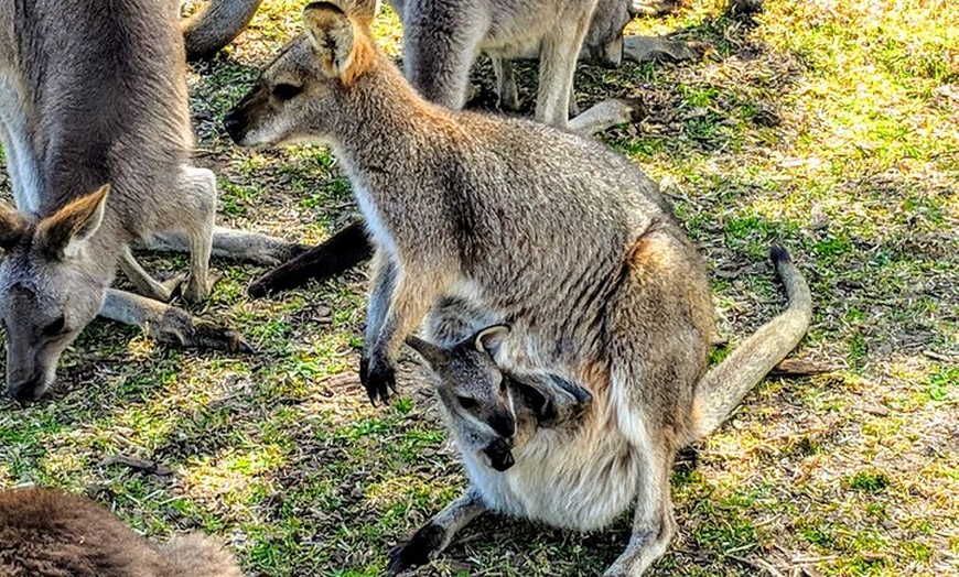 Image 6: Wildlife, Waterfalls and Wine Day Tour from Sydney