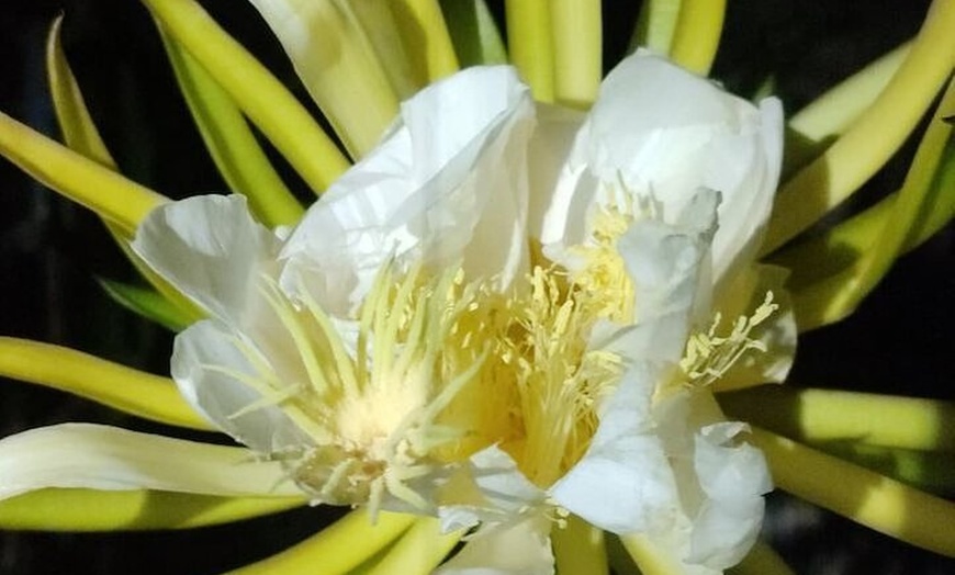 Image 6: Tour Guiado Explora nuestra Finca de Café y Frutas Tropicales