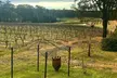 Hunter Valley Wine Tour from Sydney: 3 Wineries & Vineyard Picnic - Image 5