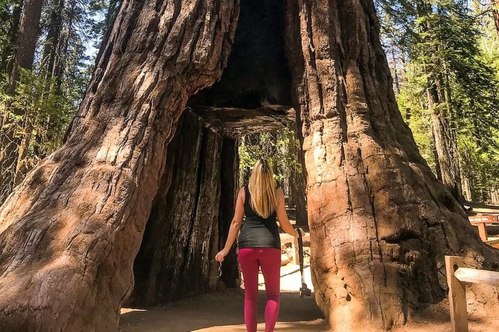 Yosemite and Giant Sequoias Day Tour - Primary Image