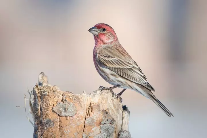 Lake Mead & Valley of Fire State Park Self-Guided Audio Tour